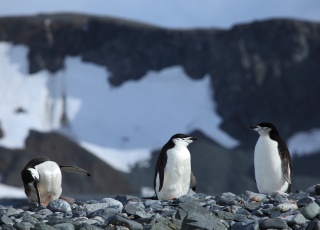 Croisi&egrave;re Deception Island