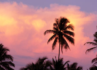 Crosi&egrave;re Kochi