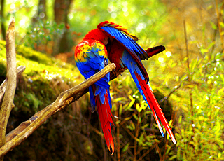 Antilles