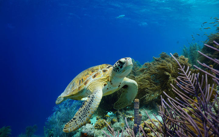 escale,Bonaire-Antilles Néerlandaises_720x450,AN,BON,42275.jpg