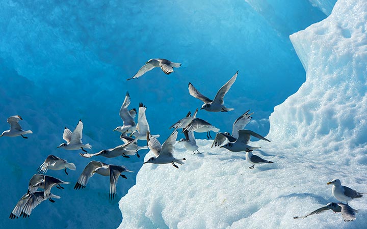 escale,Endicott Arm Fjord-États-unis_720x450,US,ENA,66647.jpg