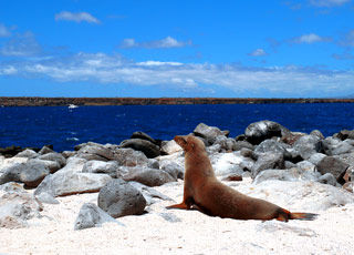 Escale Iles Galapagos (Floreana)