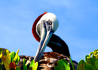 Escale Iles Galapagos (Floreana)