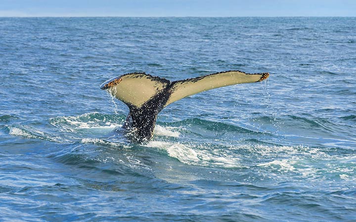 escale,Ile de Grímsey-Islande_720x450,IS,GRY,61532.jpg