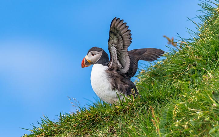 escale,Ile de Grímsey-Islande_720x450,IS,GRY,61533.jpg