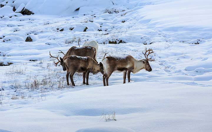 Lodingen escale,Lodingen-Norvège_720x450,NO,LOD,525493.jpg