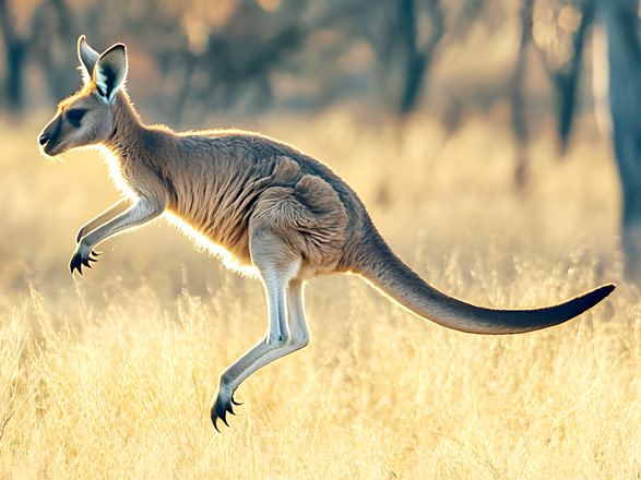 croisière Australie : Sydney, Melbourne, Townsville, Mooloolaba... 