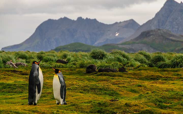 escale,New Island-Falkland, Îles (malvinas)_720x450,FK,ZWI,74178.jpg