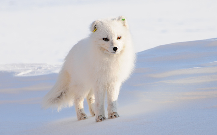escale,Ny Alesund-Svalbard Et Île Jan Mayen_720x450,SJ,NYA,73424.jpg