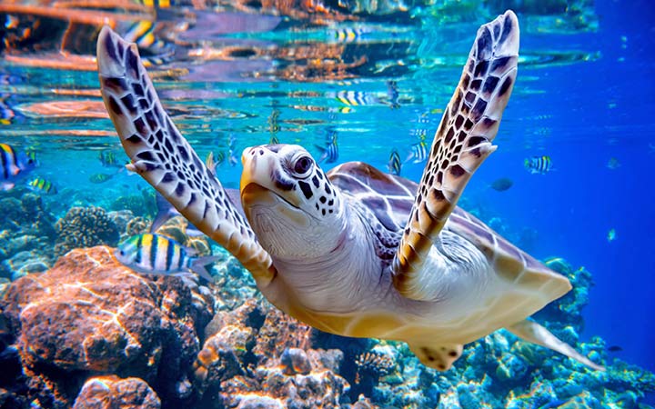 escale,Ocean Cay-Bahamas_720x450,BS,1SC,541937.jpg