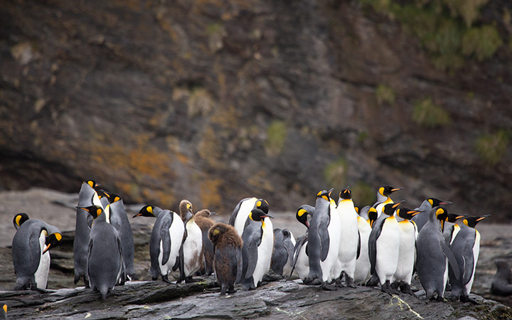 escale,Passage de drake-Antarctique_720x450,AQ,SNW,73434.jpg