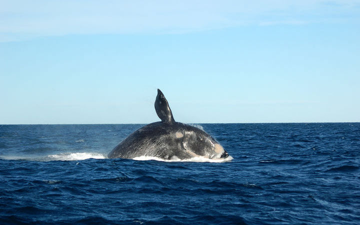 escale,Puerto Madryn-Argentine_720x450,AR,PMY,45702.jpg
