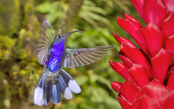 Puntarenas escale,Puntarenas-Costa Rica_720x450,CR,PAS,67161.jpg