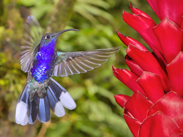 croisière Caraïbes et Antilles : Costa Rica, île Coïba, Panama, île Pacheca, canal de Panama 