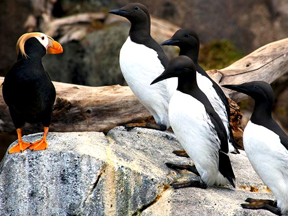 croisière Amérique du Nord : Circuit en Alaska  