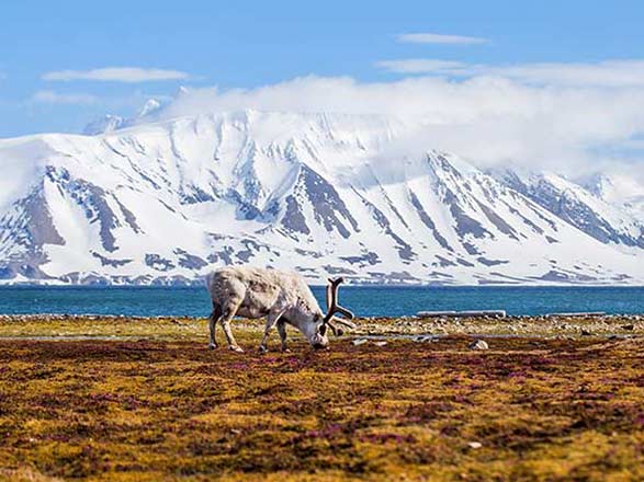 https://static.abcroisiere.com/images/fr/escales/escale,longyearbyen-longyearbyen_zoom,SJ,LYR,74165.jpg
