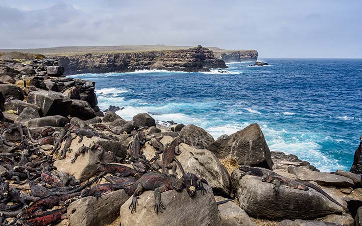 escale,Île Española-Équateur_720x450,EC,ZZS,517502.jpg