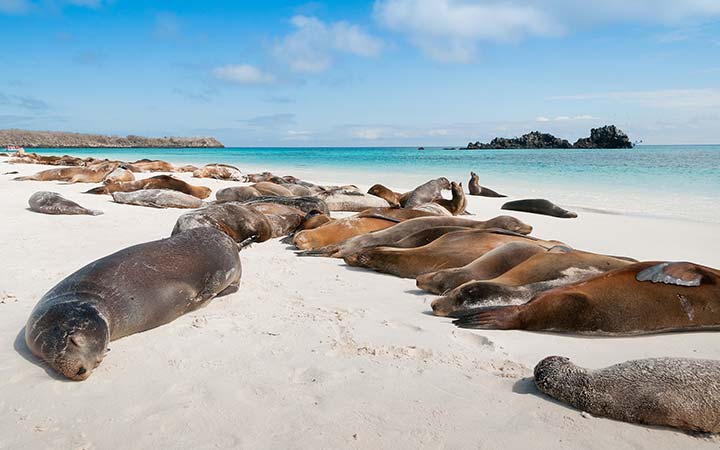 escale,Île Española-Équateur_720x450,EC,ZZS,517503.jpg