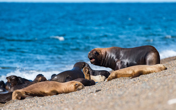 Puerto Madryn scalo,Puerto Madryn-Argentina_720x450,AR,PMY,45705.jpg