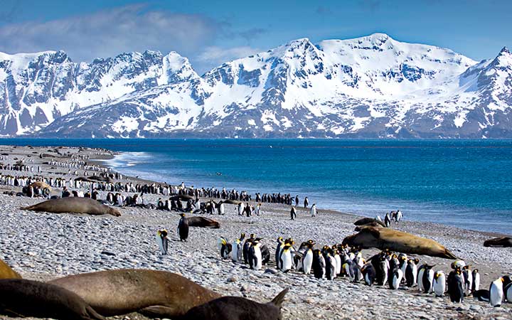 Escale South Georgia Island